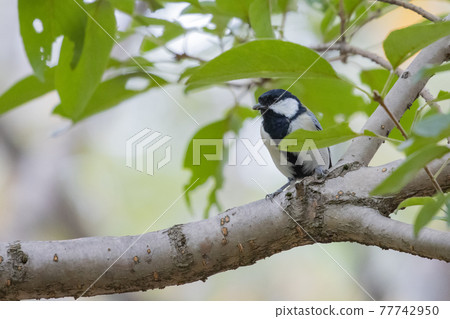 熟悉的野鳥大山雀與可愛的胸口 熟悉的野鳥大山雀與可愛的胸口 77742950
