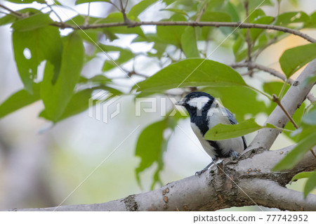 熟悉的野鳥大山雀與可愛的胸口 熟悉的野鳥大山雀與可愛的胸口 77742952