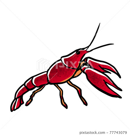 Realistic crayfish illustration 77743079