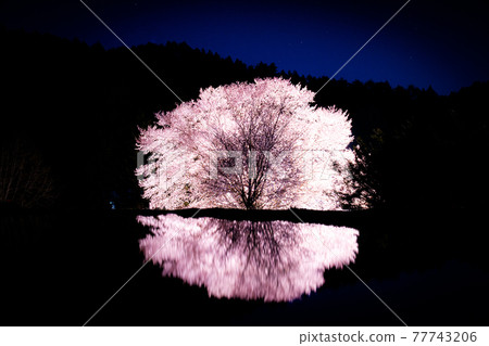 Reflection of Tenno Sakura Lighted up Katashina Village, Gunma Prefecture Natural monument 77743206