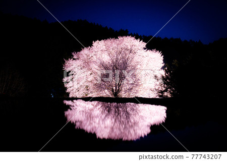 Reflection of Tenno Sakura Lighted up Katashina Village, Gunma Prefecture Natural monument 77743207