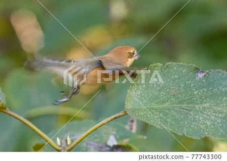 以 Hayani 聞名的伯勞鳥 77743300