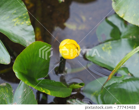 水邊植物,Nuphar japonica 的芽 水邊植物,Nuphar japonica 的芽 77743488