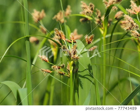 Schoenoplectus 花。莖的三角形橫截面 Schoenoplectus 花。莖的三角形橫截面 77743489