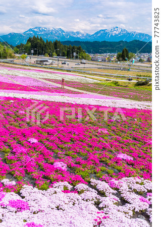 Moss phlox and Three Mountains of Echigo (vertical) 77743825