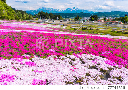 Shibazakura Park and Three Mountains of Echigo Shibazakura Park and Three Mountains of Echigo 77743826