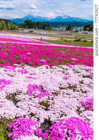 Shibazakura Park and Three Mountains of Echigo (vertical) 77743827