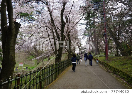 Hirosaki Park, a famous place for cherry blossoms 77744080