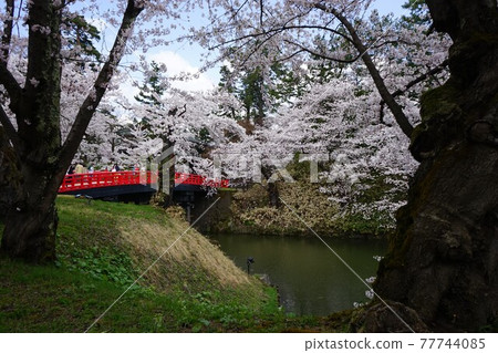 櫻花名勝弘前公園杉之橋 77744085