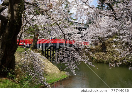 A famous place for cherry blossoms Hirosaki Park Sugi no Ohashi 77744086