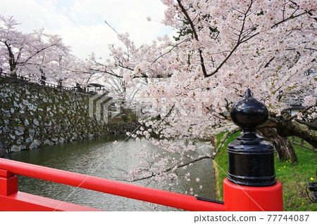 A famous place for cherry blossoms Hirosaki Park Takaoka Bridge 77744087