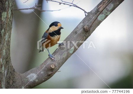 變異的山雀，一種靈巧的鳥，模仿唱歌並表演技巧 77744196