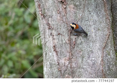變異的山雀，一種靈巧的鳥，模仿唱歌並表演技巧 77744197