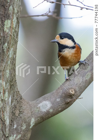 變異的山雀，一種靈巧的鳥，模仿唱歌並表演技巧 77744198