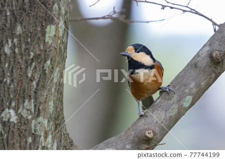 變異的山雀，一種靈巧的鳥，模仿唱歌並表演技巧 77744199
