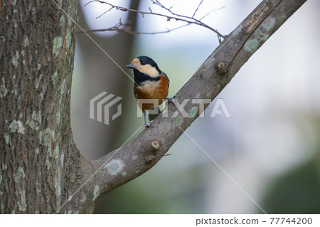 變異的山雀，一種靈巧的鳥，模仿唱歌並表演技巧 77744200