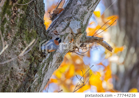 Varied tit, a dexterous bird that imitates singing and performs tricks 77744216