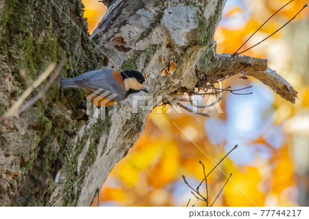 Varied tit, a dexterous bird that imitates singing and performs tricks 77744217