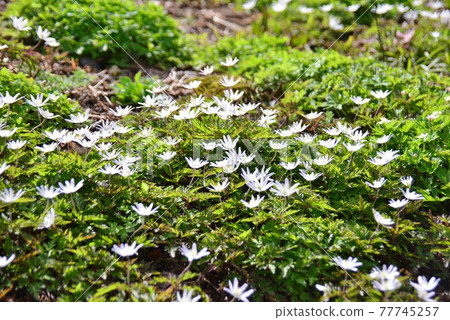 盛開的銀蓮花屬pseudoaltaica 盛開的銀蓮花屬pseudoaltaica 77745257