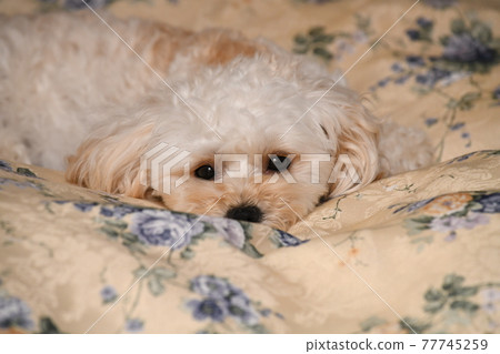 Maltipoo 凝視 Maltipoo 凝視 77745259