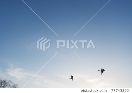 Two Japanese cranes flying in the blue sky (Tsurui, Hokkaido) Two Japanese cranes flying in the blue sky (Tsurui, Hokkaido) 77745263