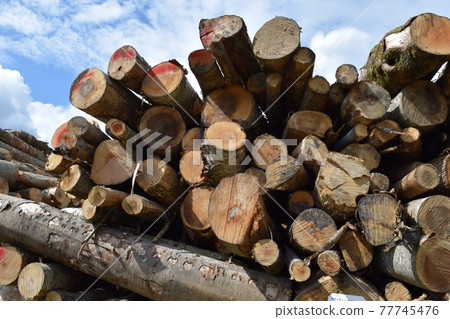Cut out log hardwood Cut out log hardwood 77745476