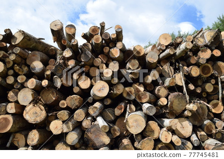 Cut out log hardwood Cut out log hardwood 77745481