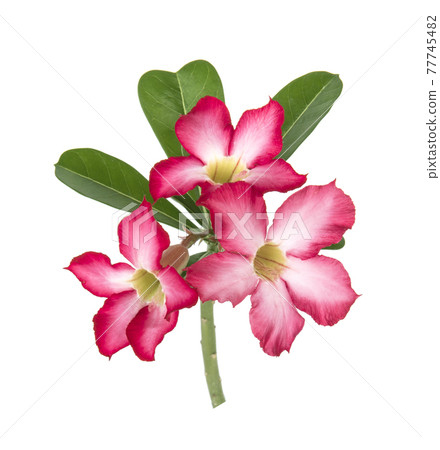 Adenium isolated on white background 77745482