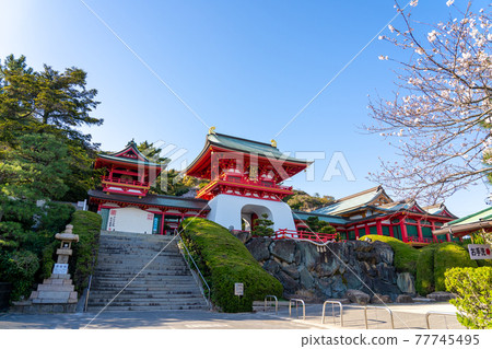 Suitenmon Gate at Akama Shrine in Spring, Shimonoseki City, Yamaguchi Prefecture 77745495
