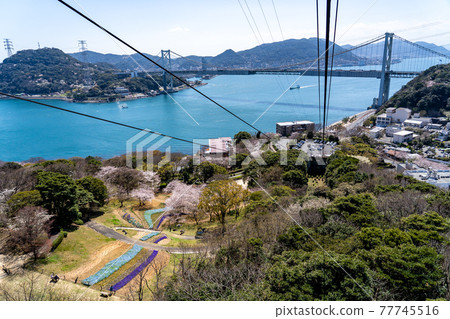 View of Turkish Tulip Garden and Kanmon Strait from Hinoyama Park, Shimonoseki City, Yamaguchi Prefecture 77745516