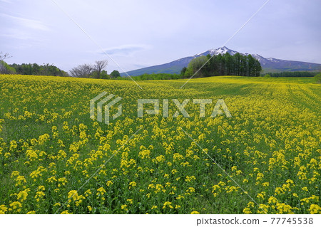 青森縣弘前市常品內的油菜田和磐城山 青森縣弘前市常品內的油菜田和磐城山 77745538