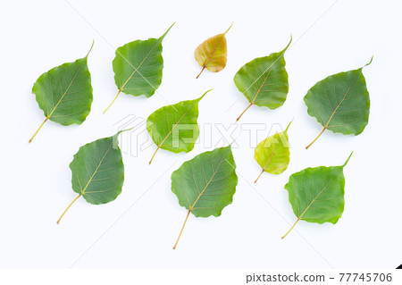 Green bodhi leaves on white background. 77745706