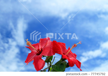 Okinawa Miyakojima blue sky and red hibiscus Okinawa Miyakojima blue sky and red hibiscus 77745792