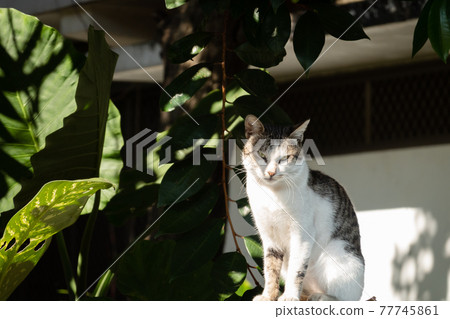 carefully stray cat look at you carefully stray cat look at you 77745861