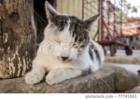 stray cat sit at a street stray cat sit at a street 77745863