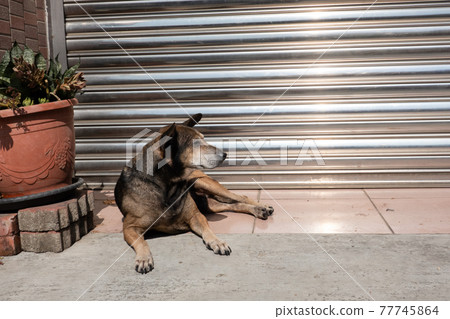 stray dog lying on a ground stray dog lying on a ground 77745864