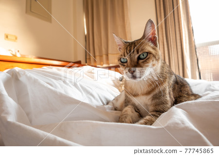 lazy and funny tabby cat lazy and funny tabby cat 77745865