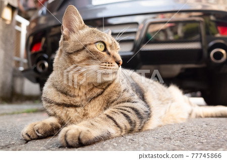 lazy tabby cat sleep on a ground lazy tabby cat sleep on a ground 77745866