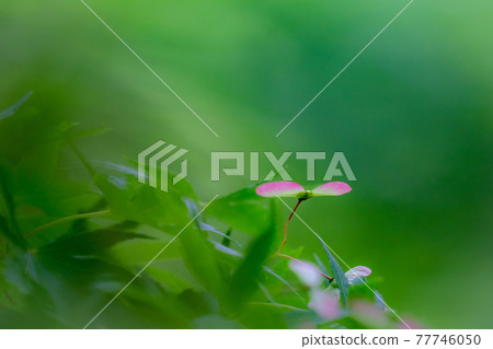 楓花螺旋槳鮮綠春天 77746050