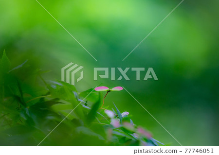 楓花螺旋槳鮮綠春天 77746051
