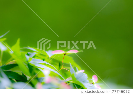 楓花螺旋槳鮮綠春天 77746052