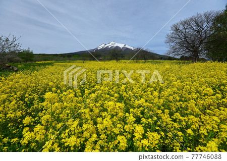 Hirosaki City, Aomori Prefecture Rape blossoms and Mt. Iwaki along the Mt. Iwaki loop line Hirosaki City, Aomori Prefecture Rape blossoms and Mt. Iwaki along the Mt. Iwaki loop line 77746088
