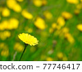Tanpopo in full bloom 77746417