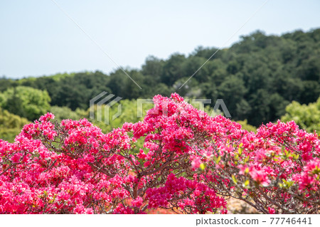 Kasama Tsutsuji [茨城縣笹間市] 77746441