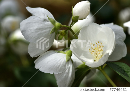 純白色丁香花 純白色丁香花 77746481