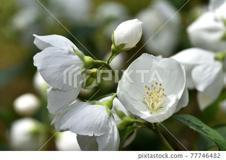 純白色丁香花 純白色丁香花 77746482