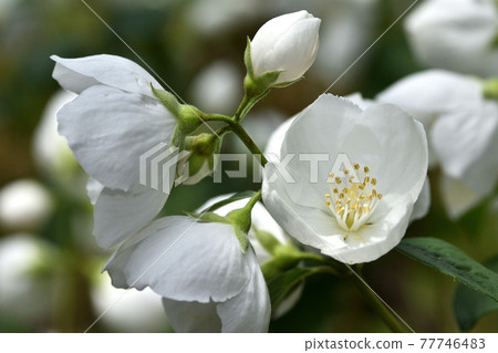 純白色丁香花 純白色丁香花 77746483