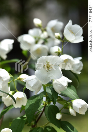 Pure white syringa flower Pure white syringa flower 77746484