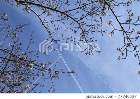 White contrails and cherry blossoms rushing straight through the blue sky 3 77746587