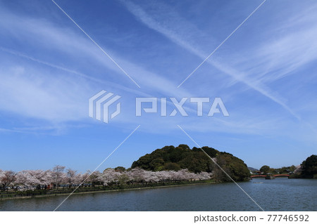 白色的尾跡、櫻花和池塘直衝藍天 白色的尾跡、櫻花和池塘直衝藍天 77746592